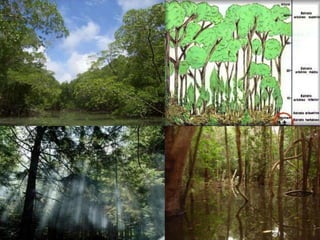 As queimadas para abertura
de pastos, os desmatamentos
para a retirada de madeira,
mineração (expansão da
fronteira agrícola) são os
principais impactos provocados
pela ação humana na
Amazônia.
 