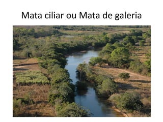 Domínio da Caatinga
 