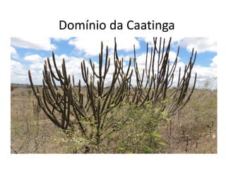 Formação da Caatinga
 