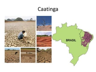 O corte indiscriminado da
madeira , as queimadas e a
troca da mata por
plantações, contribuem para
a destruição da caatinga,
tornando a vida no
semiárido mais difícil. A falta
de informações técnicas
sobre o manejo
florestal contribui ainda mais
para o aumento da
degradação ambiental.
 