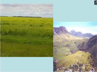 Domínio das Araucárias
 