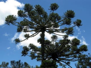 Faixas de Transição
• São áreas intermediárias entre duas regiões
naturais, muitas das vezes agrupam
características de dois ou mais domínios
Morfoclimáticos.
 