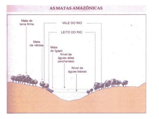 Domínio Amazônico
Confira mais algumas informações:
50 mil espécies de plantas;
3 mil espécies de árvores;
1.200 espécies de aves;
320 espécies de mamíferos;
3 mil espécies de peixes;
400 espécies de anfíbios;
300 espécies de répteis e
10 milhões de espécies de insetos
 