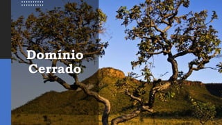 Domínio
Cerrado
 
