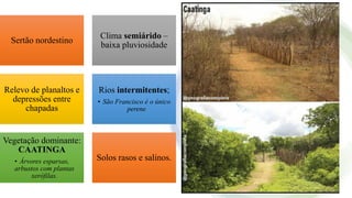 Sertão nordestino
Clima semiárido –
baixa pluviosidade
Relevo de planaltos e
depressões entre
chapadas
Rios intermitentes;
• São Francisco é o único
perene
Vegetação dominante:
CAATINGA
• Árvores esparsas,
arbustos com plantas
xerófilas.
Solos rasos e salinos.
 