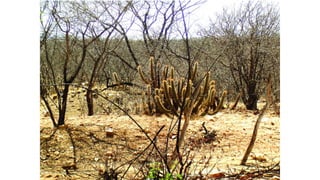 CAATINGA
 