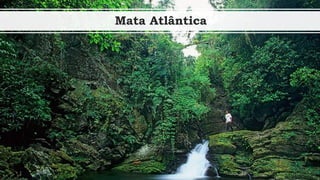 Mata Atlântica
 
