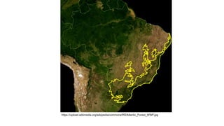 https://upload.wikimedia.org/wikipedia/commons/f/f2/Atlantic_Forest_WWF.jpg
 
