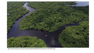 https://www.infoescola.com/wp-content/uploads/2018/02/floresta-amazonica-343759751.jpg
 