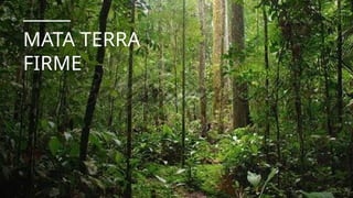 MATA TERRA
FIRME
 