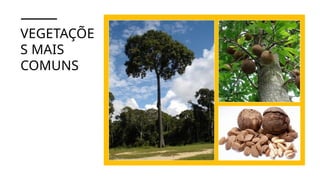VEGETAÇÕE
S MAIS
COMUNS
 