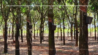 Domínios morfoclimáticos brasileiros.pptx