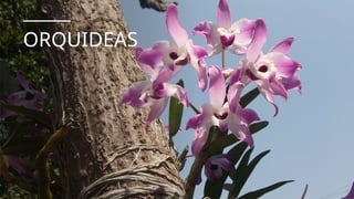 ORQUIDEAS
 