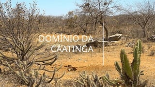 DOMÍNIO DA
CAATINGA
 