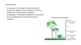 • A vegetação da Caatinga é caracterizada pela
presença de vegetais de porte arbóreo, arbustivo e
herbáceo que apresentam mecanismos
morfológicos e fisiológicos adaptativos às condições
de seca prolongada como folhas pequenas e
espinhos.
 