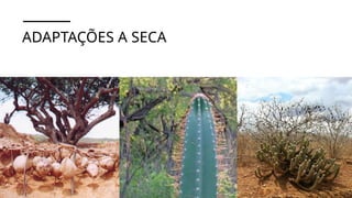 ADAPTAÇÕES A SECA
 