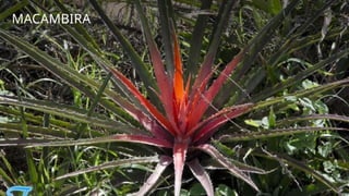 MACAMBIRA
 