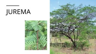 JUREMA
 