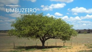 UMBUZEIRO
 