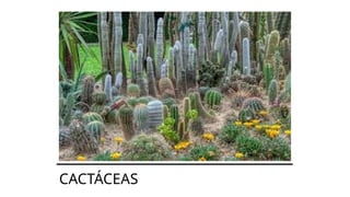 CACTÁCEAS
 