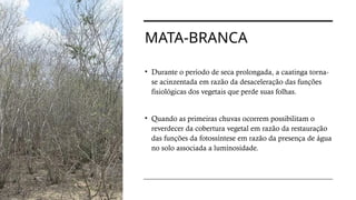 MATA-BRANCA
• Durante o período de seca prolongada, a caatinga torna-
se acinzentada em razão da desaceleração das funções
fisiológicas dos vegetais que perde suas folhas.
• Quando as primeiras chuvas ocorrem possibilitam o
reverdecer da cobertura vegetal em razão da restauração
das funções da fotossíntese em razão da presença de água
no solo associada a luminosidade.
 