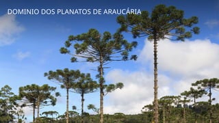 DOMINIO DOS PLANATOS DE ARAUCÁRIA
 