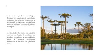 • A formação vegetal é constituída por
bosques de araucárias de densidades
diferentes, de cobertura descontínua e
entremeada por enclaves de pradarias
mistas e pequenos bosques de pinhais,
e campos.
• A devastação das matas de araucária
ocorreu em função da produção de
celulose propiciando a ampliação das
áreas de campos subtropicais
associados a enclaves de pradarias
mistas.
 