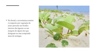 • No litoral, o ecossistema costeiro
é composto por vegetação de
junco presente nos bordos
internos das lagunas ou nas
margens de alguns rios que
deságuam no mar compondo
áreas de restingas.
 