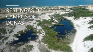 RESTINGAS DE
CAMPOS DE
DUNAS
 
