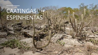 CAATINGAS
ESPINHENTAS
 