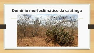 Domínio morfoclimático da caatinga
 