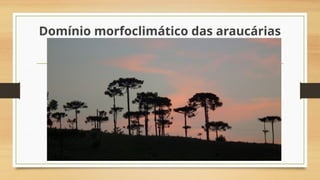 Domínio morfoclimático das araucárias
 