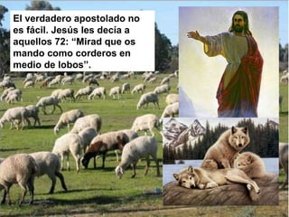 El verdadero apostolado no
es fácil. Jesús les decía a
aquellos 72: “Mirad que os
mando como corderos en
medio de lobos”.
 