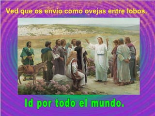 Ved que os envío como ovejas entre lobos.
 