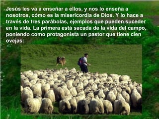 Jesús les va a enseñar a ellos, y nos lo enseña a
nosotros, cómo es la misericordia de Dios. Y lo hace a
través de tres parábolas, ejemplos que pueden suceder
en la vida. La primera está sacada de la vida del campo,
poniendo como protagonista un pastor que tiene cien
ovejas:

 