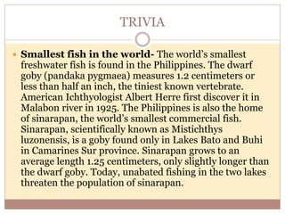 TRIVIA
 Smallest fish in the world- The world’s smallest
freshwater fish is found in the Philippines. The dwarf
goby (pandaka pygmaea) measures 1.2 centimeters or
less than half an inch, the tiniest known vertebrate.
American Ichthyologist Albert Herre first discover it in
Malabon river in 1925. The Philippines is also the home
of sinarapan, the world’s smallest commercial fish.
Sinarapan, scientifically known as Mistichthys
luzonensis, is a goby found only in Lakes Bato and Buhi
in Camarines Sur province. Sinarapan grows to an
average length 1.25 centimeters, only slightly longer than
the dwarf goby. Today, unabated fishing in the two lakes
threaten the population of sinarapan.
 
