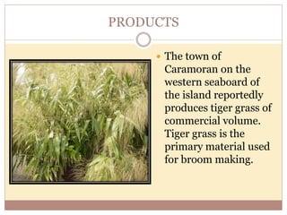 PRODUCTS
 The town of
Caramoran on the
western seaboard of
the island reportedly
produces tiger grass of
commercial volume.
Tiger grass is the
primary material used
for broom making.
 