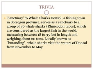 TRIVIA
 'Sanctuary' to Whale Sharks Donsol, a fishing town
in Sorsogon province, serves as a sanctuary to a
group of 40 whale sharks (Rhincodon typos), which
are considered as the largest fish in the world,
measuring between 18 to 35 feet in length and
weighing about 20 tons. Locally known as
"butanding", whale sharks visit the waters of Donsol
from November to May.
 
