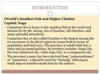 INTRODUCTION
(World’s Smallest Fish and Higher Climbs)
Capital: Naga
 Camarines Sur is home to the smallest fish in the world and
famous for its Mt. Isarog, lots of beaches, old churches, and
many splendid attractions.
 Camarines Sur or also called CamSur is the largest among the
six provinces in the Bicol region in Luzon both in terms of
population and land area. The province is subdivided into 2
cities and 35 municipalities. Its territory includes: Naga City,
the lone chartered city, while Iriga City, is a component city.
 The province's name has been derived from "camaronchones"
or "camarines", a Spanish word for “kamalig” referring to
small nipa or bamboo-made huts by the natives.
 