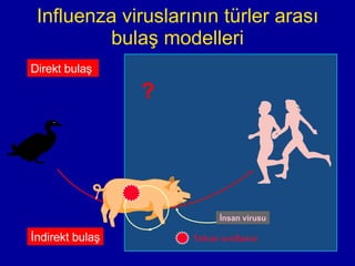 Influenza viruslarının türler arası bulaş modelleri Di rekt bulaş   İndirekt bulaş İnsan virusu ? Tekrar sınıflama 