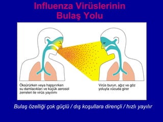 Influenza Virüslerinin Bulaş Yolu Bulaş özelliği çok güçlü / dış koşullara dirençli / hızlı yayılır 
