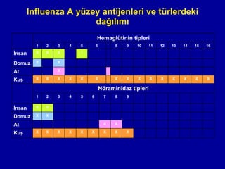 I nfluenza  A yüzey antijenleri ve türlerdeki dağılımı X X X X X X X X X Kuş X X At X X Domuz X X İnsan 9 8 7 6 5 4 3 2 1 Nöraminidaz tipleri X X X X X X X X X X X X X X X X Kuş X X At X X Domuz ! X X X İnsan 16 15 14 13 12 11 10 9 8 7 6 5 4 3 2 1 Hemaglütinin tipleri 