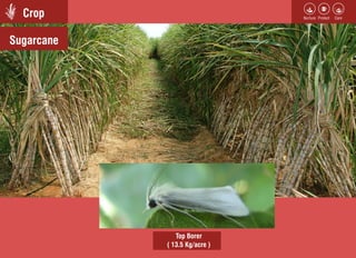 Crop
Stem BorerSugarcane
Top Borer
( 13.5 Kg/acre )
 