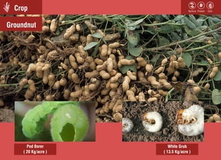 Crop
Stem BorerGroundnut
Pod Borer White Grub
( 20 Kg/acre ) ( 13.5 Kg/acre )
 