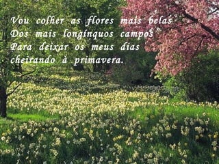 Vou  colher  as  flores  mais  belas Dos  mais  longínquos  campos Para  deixar  os  meus  dias cheirando  à  primavera. 