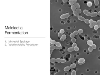 Malolactic
Fermentation
1. Microbial Spoilage

2. Volatile Acidity Production

 
