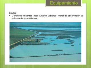 Equipamiento
Sevilla:
• Centro de visitantes “José Antonio Valverde” Punto de observación de
la fauna de las marismas.
 