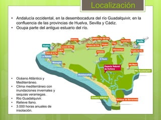 • Andalucía occidental, en la desembocadura del río Guadalquivir, en la
confluencia de las provincias de Huelva, Sevilla y Cádiz.
• Ocupa parte del antiguo estuario del río.
• Océano Atlántico y
Mediterráneo.
• Clima mediterráneo con
inundaciones invernales y
sequias veraniegas.
• Rio Guadalquivir.
• Relieve llano.
• 3.000 horas anuales de
insolación.
Localización
 