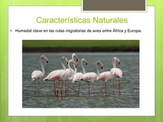 Características Naturales
• Humedal clave en las rutas migratorias de aves entre África y Europa.
 