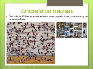 Características Naturales
• Con más de 220 especies de avifauna entre reproductoras, invernantes y de
paso migratorio.
 